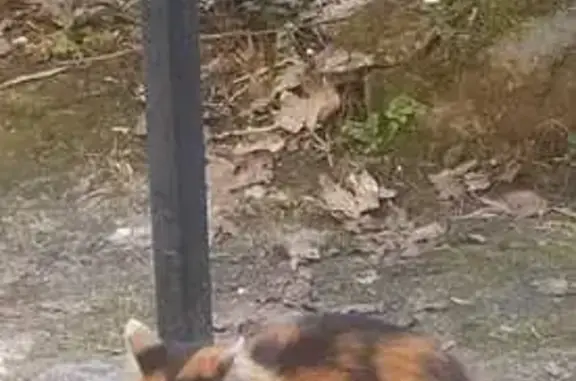 Кошки потеряшки, Владимир, фото: Потеряшка кошка, Владимир, ул. Большая Нижегородская, 71А