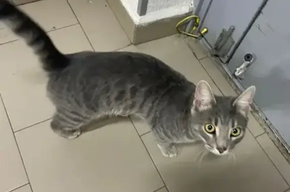 Потеряшка на Роторной, 27Д, Казань