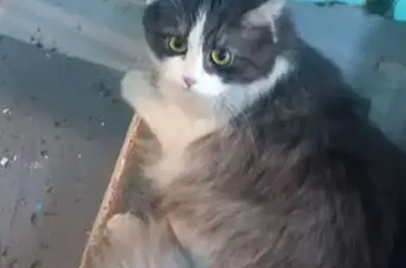 Найдена кошка, Новокузнецк, фото: Кошка найдена: ул. Клименко, 27, Новокузнецк