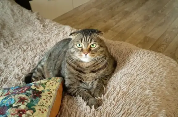 Пропал кот, Алексеевка, ул. Дачная, 6