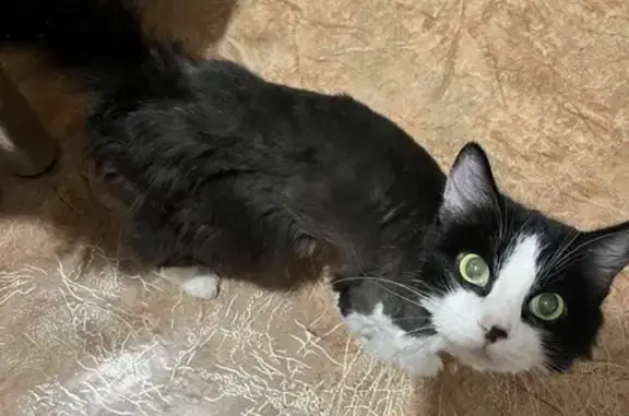 Кошки потеряшки, Чита, фото: Потеряшка кошка, Белорусская 44, Чита