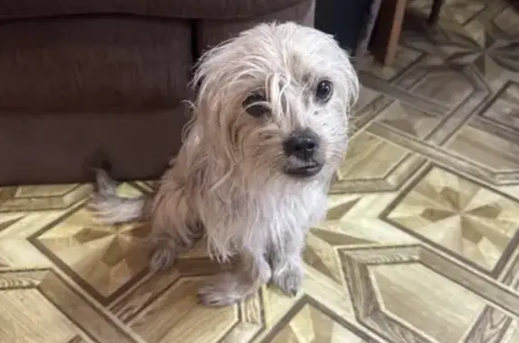 Собака найдена, Большое Протопопово