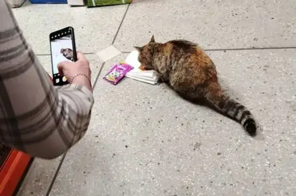 Кошка найдена у универмага, Ленина 23