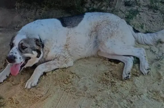 Найдена собака, Чапурники, фото: Собака найдена: Строительная, 13, Чапурники