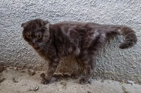 Найдена кошка, Старый Оскол, фото: Кошка найдена на ул. 1-й Конной Армии