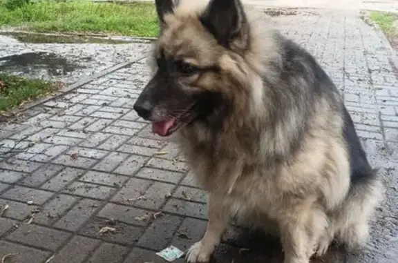 Собака найдена: ул. Буревестника, 14, НН