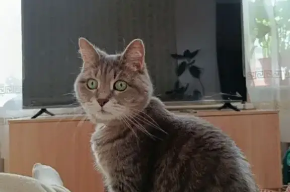 Пропала кошка, ул. Муштари, 6, Казань