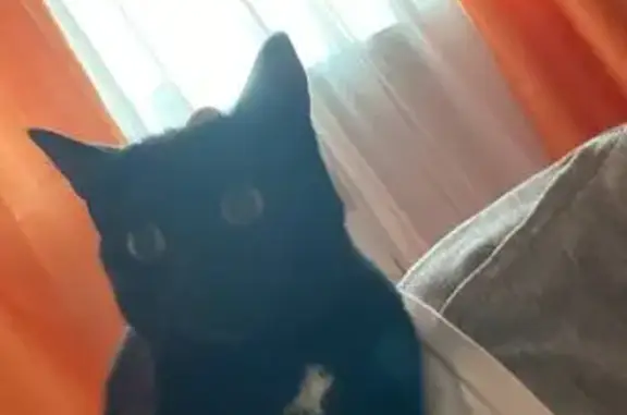 Кошки потеряшки, Московская область, фото: Потеряшка кошка, Московская обл., 43Б к1