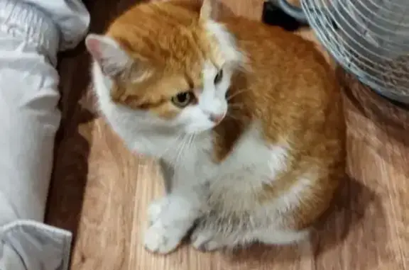 Кошка найдена, ул. Глеба Успенского, НН