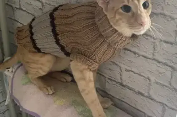 Кошки потеряшки, Гусев, фото: Потеряшка кошка, Морская ул. 3, Гусев