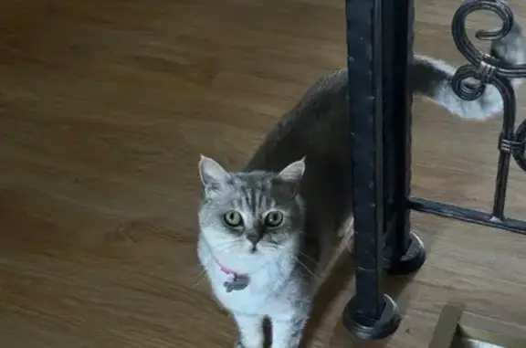 Кошки потеряшки, Вязьма, фото: Потеряшка кошка, Садовая ул. 4, Вязьма