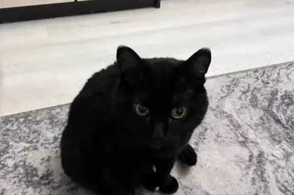 Потерянные животные Ханты-Мансийск, фото: Пропала черная кошка, Югорская, Х-Мансийск