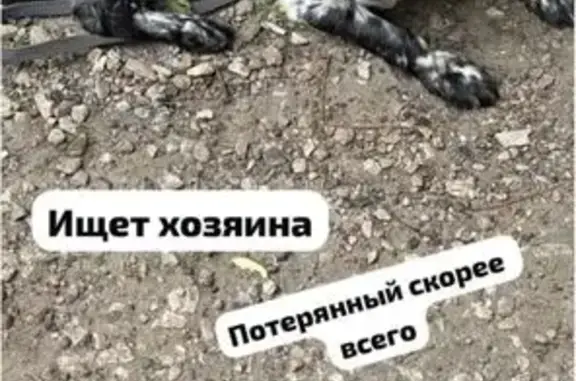 Найдена собака, , фото: Собака найдена: Казань, Татарстан