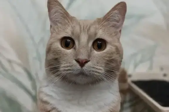 Кошки потеряшки, Приозерск, фото: Потеряшка кошка, Ленинградская 24, Приозерск