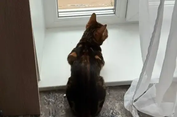 Кошки потеряшки, Коломна, фото: Потеряшка бенгальская кошка, МО, 46Н-04159