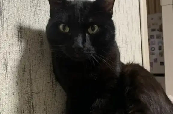 Кошки потеряшки, Томск, фото: Потеряшка кот Сэм, ул. Ивана Черных 119, Томск