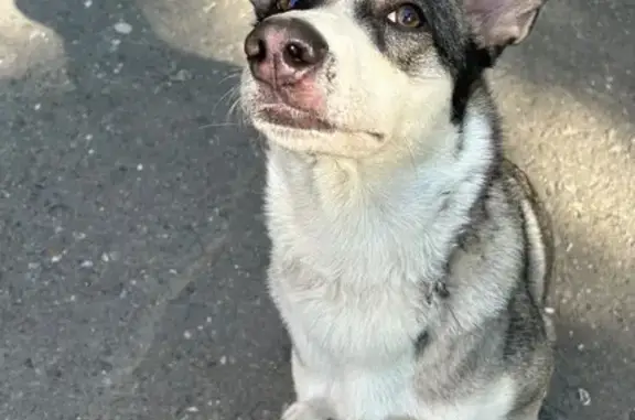 Собака найдена на ул. Кулагина, Томск