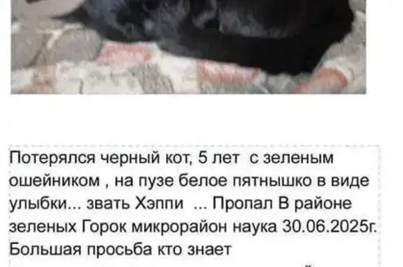 Пропала кошка, Рождественская 2, Томск