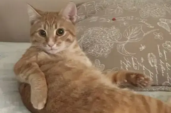 Потерянные животные Элиста, фото: Пропала кошка 