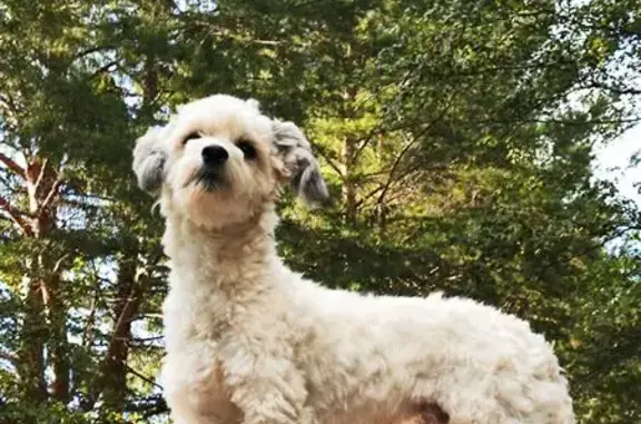 Собаки потеряшки, Нязепетровск, фото: Потеряшка собака, ул. Кудрявцева, 11