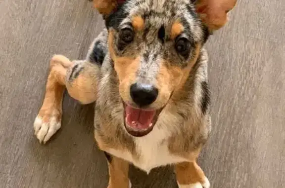 Щенок найден: Береговая ул., 150, Краснодар