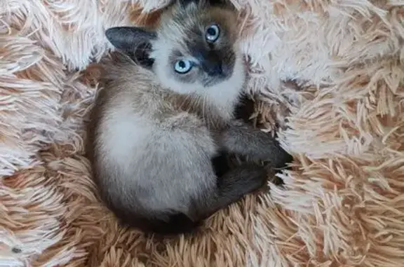 Найдена кошка, Московская область, фото: Кошка найдена: 46К-5440, МО