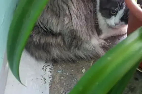 Найдена кошка, Новокузнецк, фото: Крупная кошка найдена на Клименко, 27