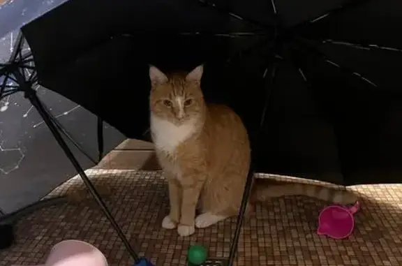 Кошки потеряшки, Раменское, фото: Потеряшка кошка, Дергаевская ул., 30