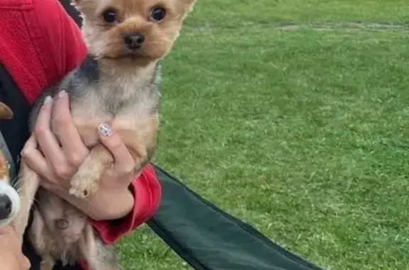 Собаки потеряшки, Подольск, фото: Потеряшка собака, Подольск, д. Лемешово