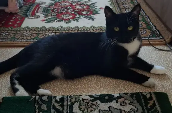 Потерянные животные Минск, фото: Пропала кошка, Подлесная 83, Минск