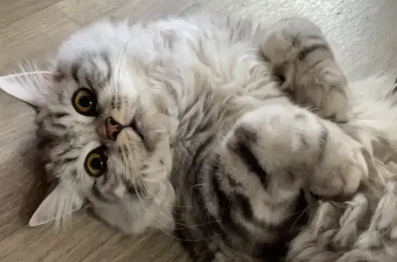 Пропала кошка, Самара, Красная глинка, 21