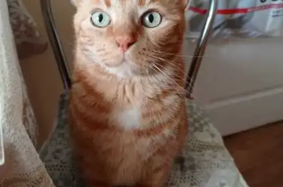 Кошки потеряшки, Пенза, фото: Потеряшка рыжая кошка, ул. Антонова, 54