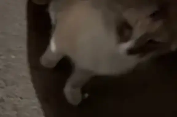 Кошка найдена, ул. 50 лет Октября 24А