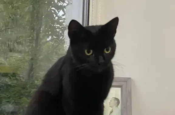 Найдена кошка, Челябинск, фото: Кот найден на Горького, 53, Челябинск