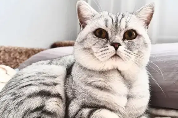 Пропала кошка, Советский пер., Лесной