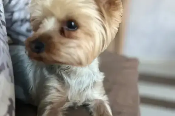 Собаки потеряшки, Сырское, фото: Потеряшка собака, Советская ул., 68, Сырское