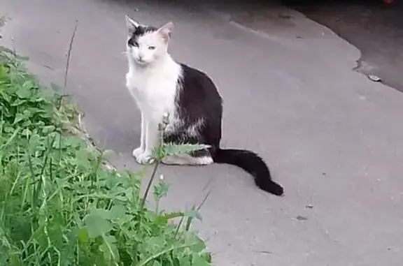 Кошка найдена: Мироновская ул., 33с28