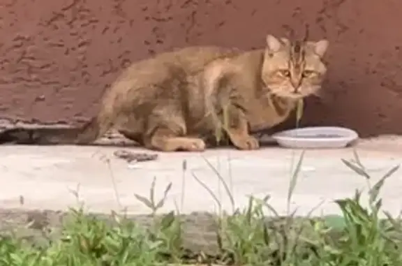 Найдена кошка, Набережные Челны, фото: Найдена кошка, 47/11, Набережные Челны