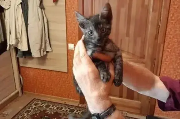 Котёнок найден: Ломоносова 70, Калининград