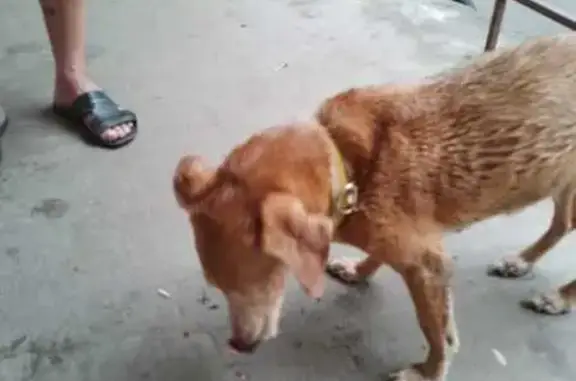 Найдена собака, Волжский, фото: Рыжая собака найдена у Купца, Пушкина 46