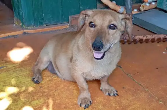 Найдена собака, Луговая ул., Старая Чигла