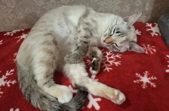 Пропала кошка Мишель, ул. Куйбышева, 74
