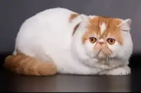 Найдена кошка у 