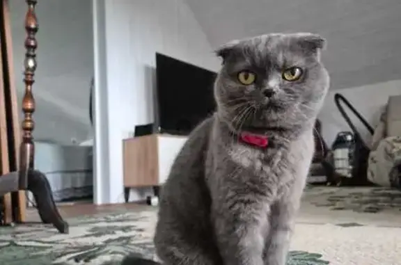 Кошки потеряшки, Совьяки, фото: Потеряшка кошка, Дачная ул. 6, Совьяки