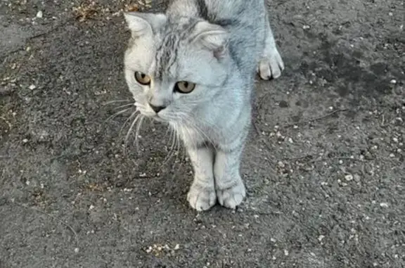Найдена кошка, Энгельс, фото: Кошка найдена: Подгорная ул, 81, Энгельс