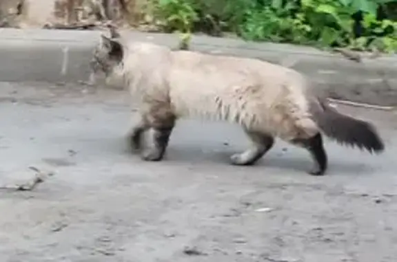 Кошка найдена на Гончарова 3, Москва