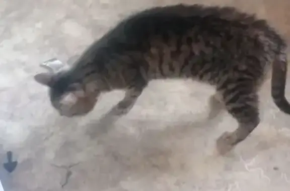 Пропала кошка, ул. 7 съезда Советов, 42А