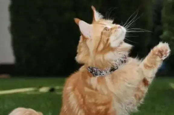 Объявления о пропавших и найденных животных, Шумейка, фото: Пропала рыжая кошка, Шумейка, Центр. 