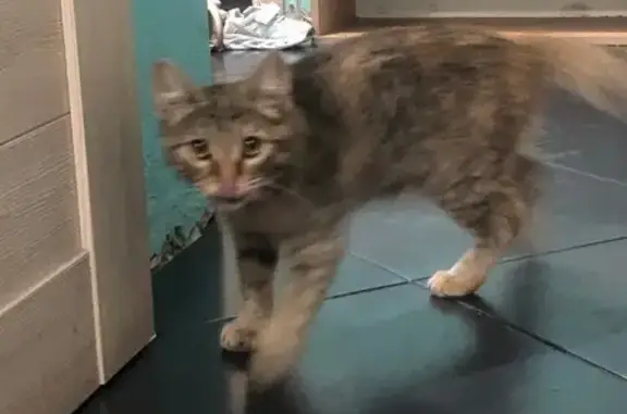 Найдена кошка, Энгельс, фото: Найдена кошка, Энгельс, ул. 31
