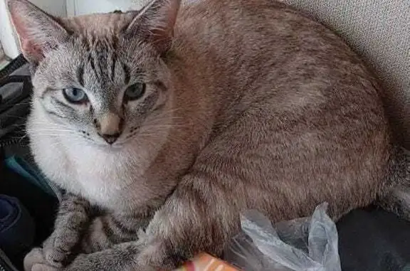 Пропала тайская кошка, Разливная, 2